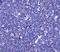 Toll Like Receptor 4 antibody, NBP1-78427, Novus Biologicals, Immunohistochemistry frozen image 