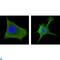 Proto-oncogene Wnt-1 antibody, LS-C812863, Lifespan Biosciences, Immunofluorescence image 