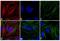 Mouse IgG (H+L) antibody, A16083, Invitrogen Antibodies, Immunofluorescence image 
