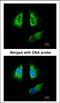 14-3-3 beta antibody, MBS835107, MyBioSource, Immunofluorescence image 