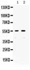 DNA repair protein XRCC4 antibody, PA5-80240, Invitrogen Antibodies, Western Blot image 