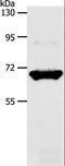 Solute Carrier Family 33 Member 1 antibody, LS-C406030, Lifespan Biosciences, Western Blot image 