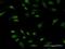PRKR Interacting Protein 1 antibody, H00079706-M05, Novus Biologicals, Immunofluorescence image 