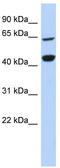 Replication factor C subunit 4 antibody, TA339258, Origene, Western Blot image 