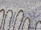 Homeobox D11 antibody, LS-C133893, Lifespan Biosciences, Immunohistochemistry paraffin image 