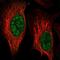 Zinc Finger Protein 653 antibody, NBP1-86828, Novus Biologicals, Immunocytochemistry image 
