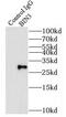 Bridging Integrator 3 antibody, FNab00899, FineTest, Immunoprecipitation image 