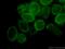 Nucleoporin 210 antibody, 16909-1-AP, Proteintech Group, Immunofluorescence image 