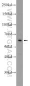 Zwilch Kinetochore Protein antibody, 14281-1-AP, Proteintech Group, Western Blot image 
