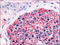 Frizzled Class Receptor 9 antibody, AP06971PU-N, Origene, Immunohistochemistry frozen image 