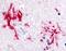 Mouse IgA antibody, PA1-29741, Invitrogen Antibodies, Immunohistochemistry paraffin image 
