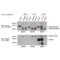 Apolipoprotein E antibody, ENZ-ABS295-0100, Enzo Life Sciences, Immunoprecipitation image 