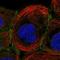 Phosphatidylglycerophosphate Synthase 1 antibody, HPA022526, Atlas Antibodies, Immunofluorescence image 