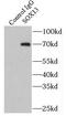 SRY-Box 13 antibody, FNab08122, FineTest, Immunoprecipitation image 
