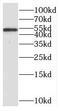 Regulator Of Chromosome Condensation 1 antibody, FNab07207, FineTest, Western Blot image 
