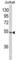 Microfibril Associated Protein 1 antibody, abx030911, Abbexa, Western Blot image 