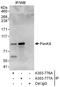 Pantothenate Kinase 4 antibody, A303-777A, Bethyl Labs, Immunoprecipitation image 