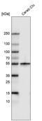 Tuj1 antibody, AMAb91394, Atlas Antibodies, Western Blot image 