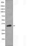 Leucine Rich Repeat Containing G Protein-Coupled Receptor 6 antibody, orb227476, Biorbyt, Western Blot image 