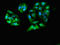 Galactokinase antibody, LS-C678031, Lifespan Biosciences, Immunofluorescence image 