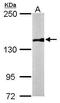 Sister chromatid cohesion protein PDS5 homolog B antibody, PA5-30686, Invitrogen Antibodies, Western Blot image 