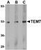 Plexin Domain Containing 1 antibody, LS-C34746, Lifespan Biosciences, Western Blot image 