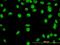 YY1 Transcription Factor antibody, orb94778, Biorbyt, Immunofluorescence image 