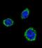Glutamate Decarboxylase 2 antibody, LS-C166333, Lifespan Biosciences, Immunofluorescence image 