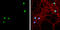 T-Box, Brain 1 antibody, GTX117615, GeneTex, Immunocytochemistry image 