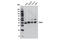 BMI1 Proto-Oncogene, Polycomb Ring Finger antibody, 5855S, Cell Signaling Technology, Western Blot image 