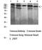 Desmoglein 1 antibody, A02655-1, Boster Biological Technology, Western Blot image 