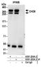 Chromodomain Helicase DNA Binding Protein 8 antibody, A301-224A, Bethyl Labs, Immunoprecipitation image 