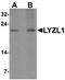 Lysozyme Like 1 antibody, A15700, Boster Biological Technology, Western Blot image 