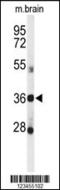 D-Aspartate Oxidase antibody, 61-667, ProSci, Western Blot image 