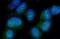 Nectin Cell Adhesion Molecule 2 antibody, A08081-2, Boster Biological Technology, Immunofluorescence image 