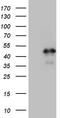 Homeobox C10 antibody, TA808890S, Origene, Western Blot image 