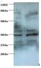 Zinc finger BED domain-containing protein 1 antibody, orb239041, Biorbyt, Western Blot image 