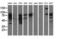 Phosphoinositide-3-Kinase Adaptor Protein 1 antibody, GTX83896, GeneTex, Western Blot image 