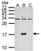 Dengue Virus Capsid Protein antibody, NBP2-42823, Novus Biologicals, Western Blot image 
