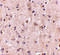 DLG Associated Protein 2 antibody, 4625, ProSci, Immunohistochemistry paraffin image 