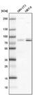 SNF-related serine/threonine-protein kinase antibody, NBP1-83668, Novus Biologicals, Western Blot image 