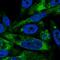 AVL9 Cell Migration Associated antibody, HPA050957, Atlas Antibodies, Immunofluorescence image 