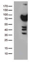 Polo Like Kinase 1 antibody, TA500388, Origene, Western Blot image 