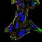LDL Receptor Related Protein 1 antibody, NBP2-52506, Novus Biologicals, Immunofluorescence image 