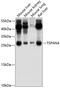 Tetraspanin 4 antibody, 13-534, ProSci, Western Blot image 