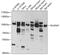 Neuroligin 4 Y-Linked antibody, 19-401, ProSci, Western Blot image 