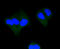 Active caspase-3 antibody, 13-887, ProSci, Immunofluorescence image 