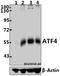 ATF4 antibody, A00371-2, Boster Biological Technology, Western Blot image 