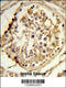 Centrosomal Protein 128 antibody, 63-728, ProSci, Immunohistochemistry paraffin image 