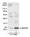 Superoxide Dismutase 2 antibody, A300-448A, Bethyl Labs, Western Blot image 